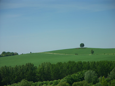 In The Tree on the Hill
